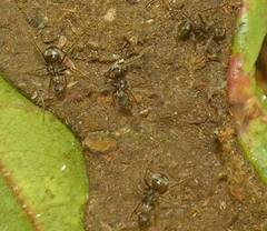 Dendromyrmex