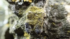 Candelariella reflexa