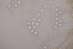 Lamprospora wrightii