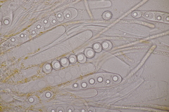 Lamprospora wrightii