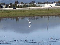 Ardea alba