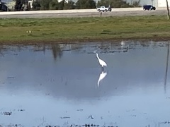 Ardea alba