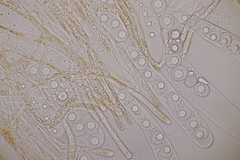 Lamprospora wrightii
