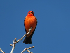 Pyrocephalus rubinus