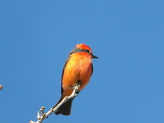 Pyrocephalus rubinus