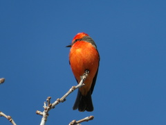 Pyrocephalus rubinus