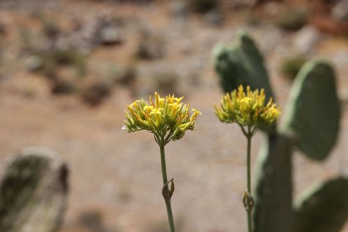 Kalanchoe faustii