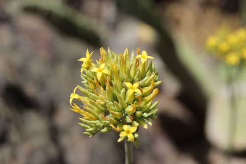 Kalanchoe faustii, photograph 1