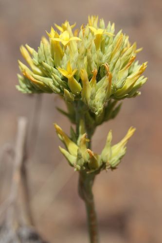 Kalanchoe faustii, photograph 2