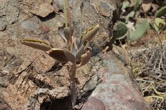 Kalanchoe faustii