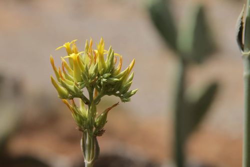 Kalanchoe faustii, photograph 4