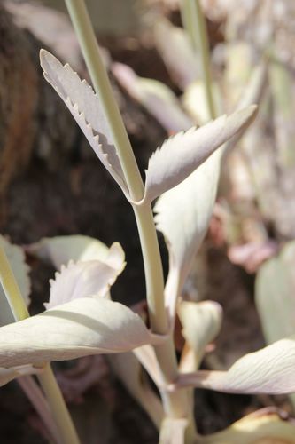 Kalanchoe faustii, photograph 5