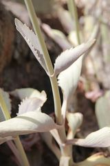 Kalanchoe faustii