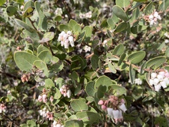 Arctostaphylos morroensis