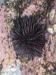 Echinometra vanbrunti