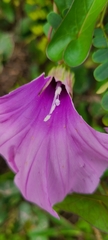 Ipomoea setifera