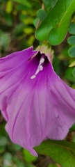 Ipomoea setifera