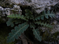 Asplenium ceterach ceterach