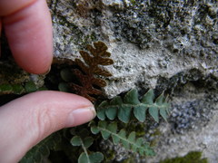 Asplenium ceterach ceterach