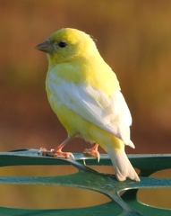 Serinus canaria domesticus