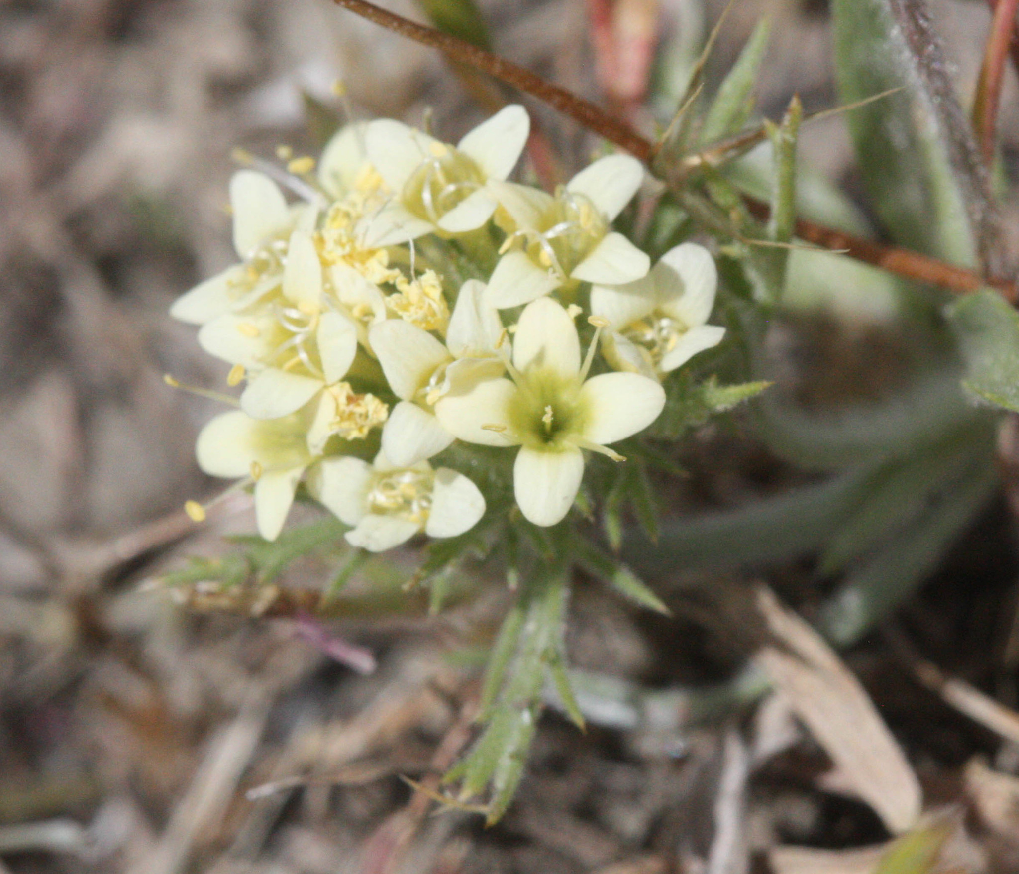 Navarretia cotulifolia