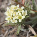 Navarretia cotulifolia - Photo no hay derechos reservados, subido por Scott Loarie