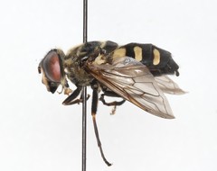 Sericomyia transversa