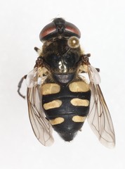 Sericomyia transversa