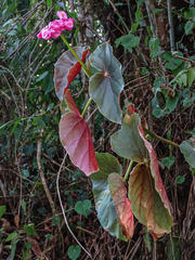 Begonia bracteosa