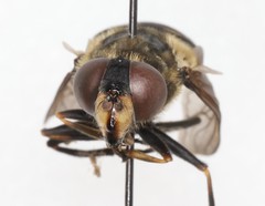 Sericomyia transversa