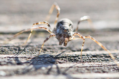 Dasylobus graniferus