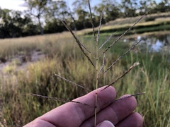 Bothriochloa bladhii