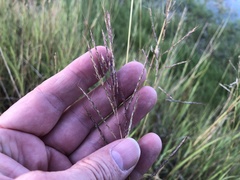 Bothriochloa bladhii