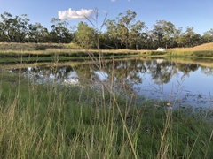 Bothriochloa bladhii