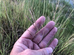 Bothriochloa bladhii