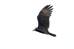 Cathartes burrovianus