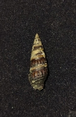 Crassispira discors