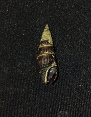 Crassispira discors