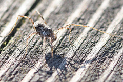 Dasylobus graniferus