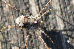 Dasylobus graniferus