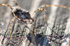 Dasylobus graniferus