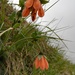Nasa ranunculifolia ranunculifolia - Photo (c) blubb,  זכויות יוצרים חלקיות (CC BY-NC), הועלה על ידי blubb