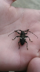 Aegomorphus quadrigibbus