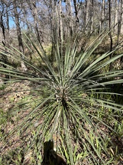 Yucca louisianensis