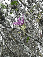Tillandsia cacticola