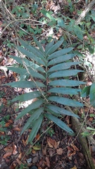 Zamia prasina