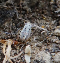 Geocoridae