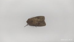 Agrotis