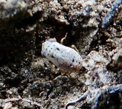 Geocoridae