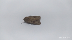 Agrotis